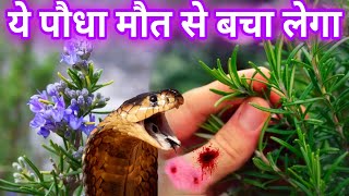 Rosemary यह पौधा आपको मौत के मुंह से निकाल लेगा आपकी कायाकल्प हो जाएगी Rosemary plant benefits 