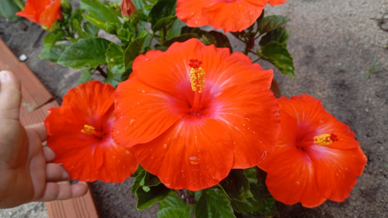 Plantas de Sol pleno, Jardim Colorido Dicas de Ouro para ter Plantas Saudáveis,adubação replantes