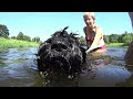 Керри блю терьер: Ункины заплыв / Kerry Blue Terrier: Una’s swims