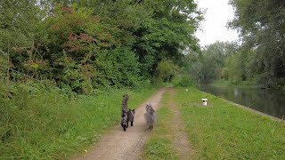 Maine Coons Year in Review - 2022 by Adventures of Luna and Marley 187 views 1 year ago 12 minutes, 40 seconds