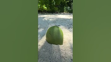 This is a regular COCONUT #camping #survival #bushcraft #outdoors