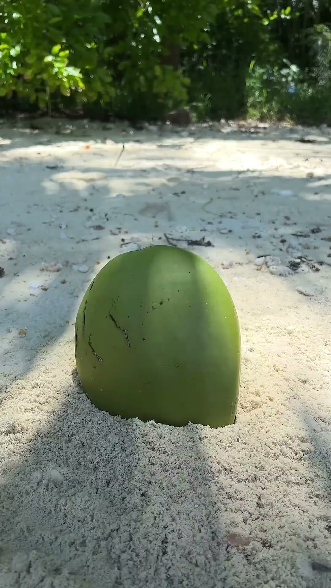 This is a regular COCONUT #camping #survival #bushcraft #outdoors