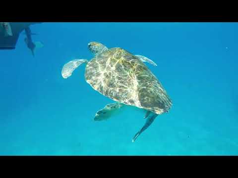 Swimming with turtle's, Cabo Verde, Sao Vicente, São Pedro Beach