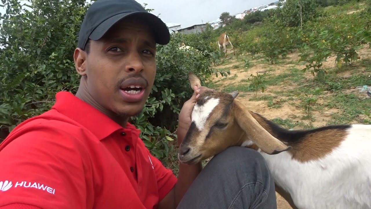 Goofki Degmada Kaxda