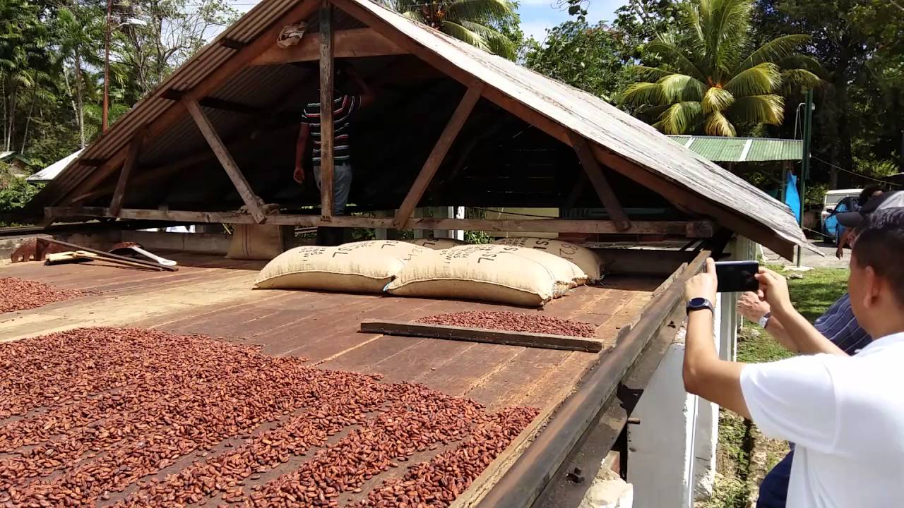 Drying Trinitario Cocoa Trinidad YouTube
