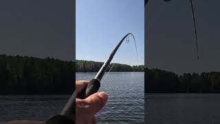 Щука монстр 7,5 кг #fishing #рыбалка