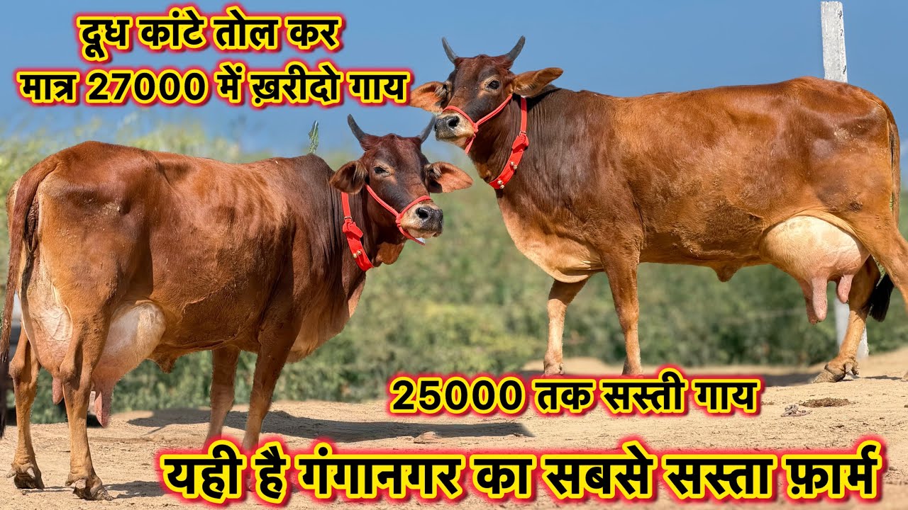 25 लीटर तक दूध की सबसे सस्ती गाय👍7 गाय बिकाऊ👌सबसे सस्ता फ़ार्म👌Top Cross Breed Cows For Sale 