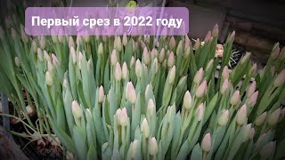Выгонка тюльпанов 2022, состояние тюльпанов к 14 февраля, продолжение про коконы
