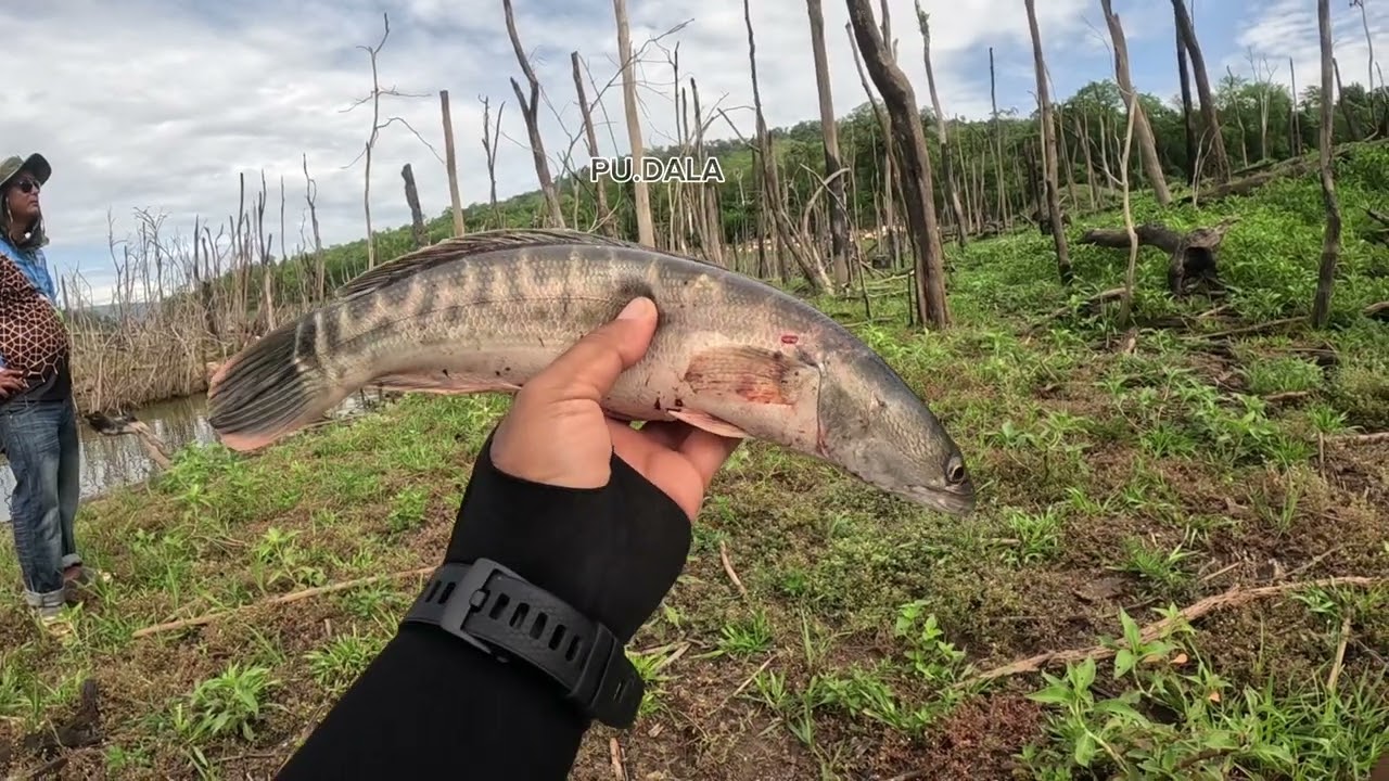 ទំនប់ទីបីជើងទី 2 រដូវកាលកើប មកទាំងគ្មានសង្ឃឹម ទៅដោយក្តីញញឹម 🥰🥰 #fishing #បបក់ត្រីធម្មជាតិ #កូនឆ្តោរ