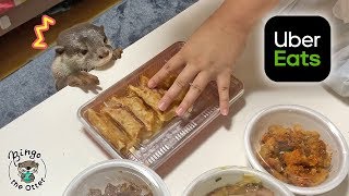 ウーバーイーツ注文したらカワウソビンゴ大興奮！Otter Bingo receive Uber Eats delivery