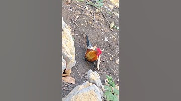 qaib qus daj zoo nkauj tiag tiag. gà rừng mã vàng cực đẹp
