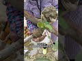 China's Fastest Way To Grow Guava Plants! 🌱 😳 #shortsvideo