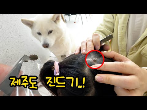 <strong>강아지에게</strong> 옮은것 같아요 ㅠㅠ 제주도 살인진드기의 공포