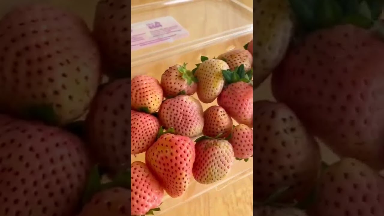 Have you tried a white strawberry? 