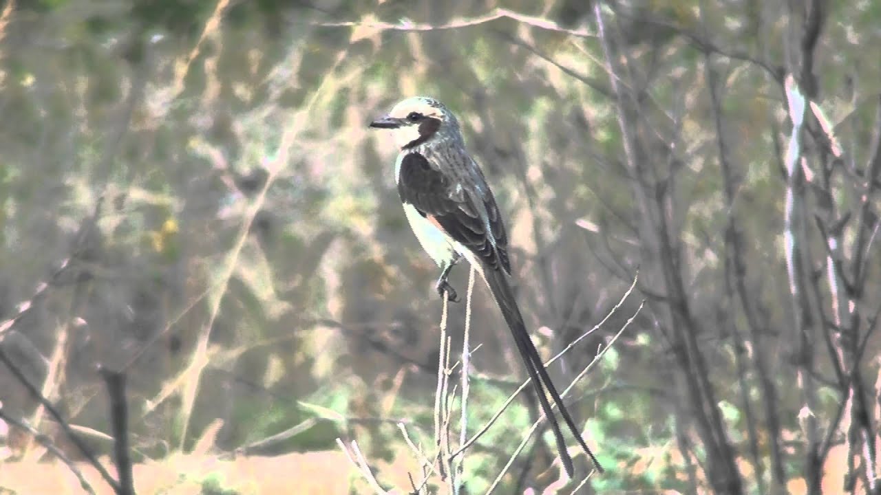 Streamer-tailed Tyrant 