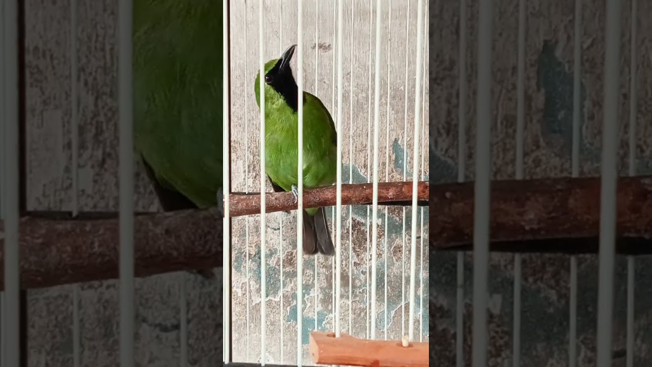 Suara pemanggil burung CUCAK IJO ampuh #birds#cucakijoemmositinggi#pikatanburung 