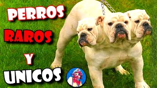 Los 6 perros más raros y únicos que no creerás que existen (Parte 3) | Oscar Jack