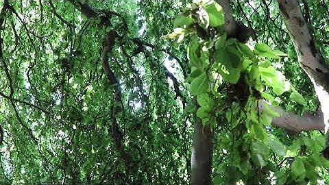 Under the Weeping Beech