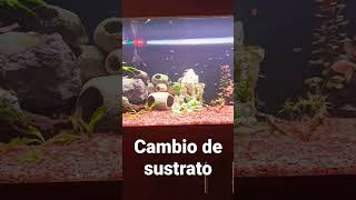 Cambio De Sustrato En Acuario De 400 Litros Resimi