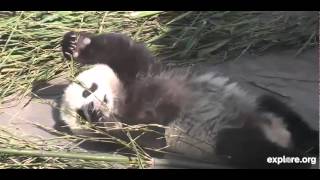 Panda toddler[4]22.11.14