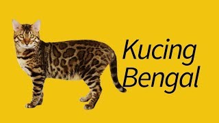 10 Fakta Kucing Bengal—Eksotis PARAH! by MeowCitizen 191,630 views 4 years ago 6 minutes, 41 seconds