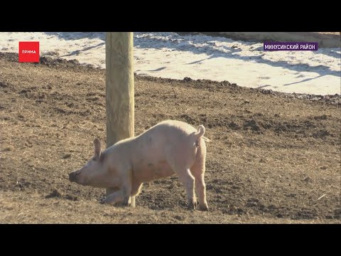 Вспышка африканской свиной чумы в Минусинском районе