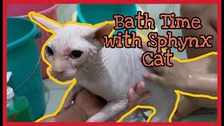 How to Bath Your Hairless Cat Sphynx - Tagalog Philippines by AnntotTV 430 views 1 year ago 3 minutes, 1 second