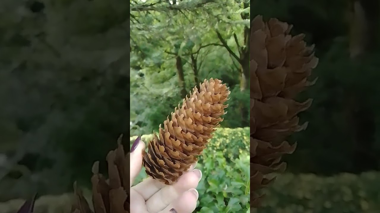 found in Cragg Vale nature is beautiful 