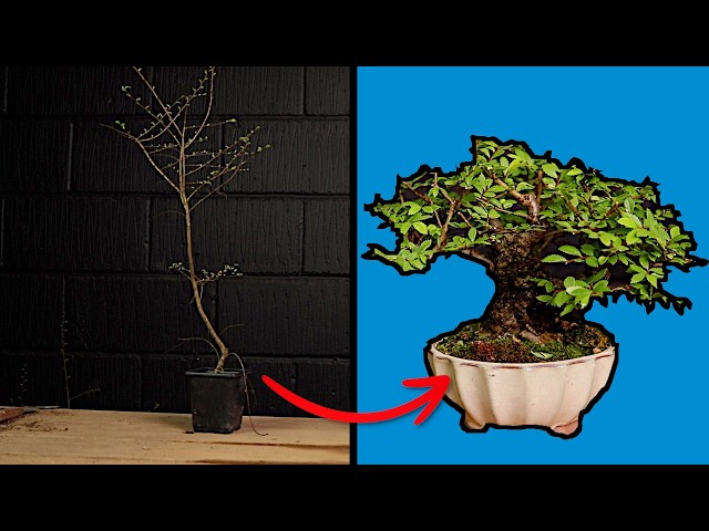 How Bonsai Trees Are REALLY Made - YouTube