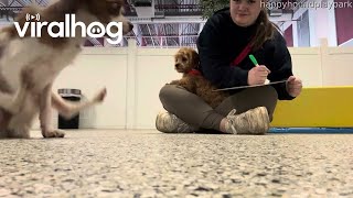 Dog Scoots Across Daycare Floor || ViralHog by ViralHog 8,660 views 1 day ago 11 seconds