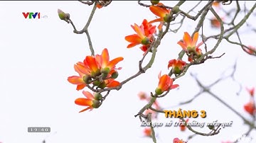 Rạo rực mùa hoa gạo | VTV24