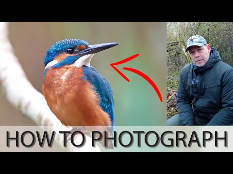 Video: Common kingfisher: description with photo