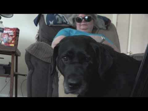 Video: Pet Scoop: Pup Acts som vejledning til blindhunde, monark sommerfugl kan tilslutte truede listen