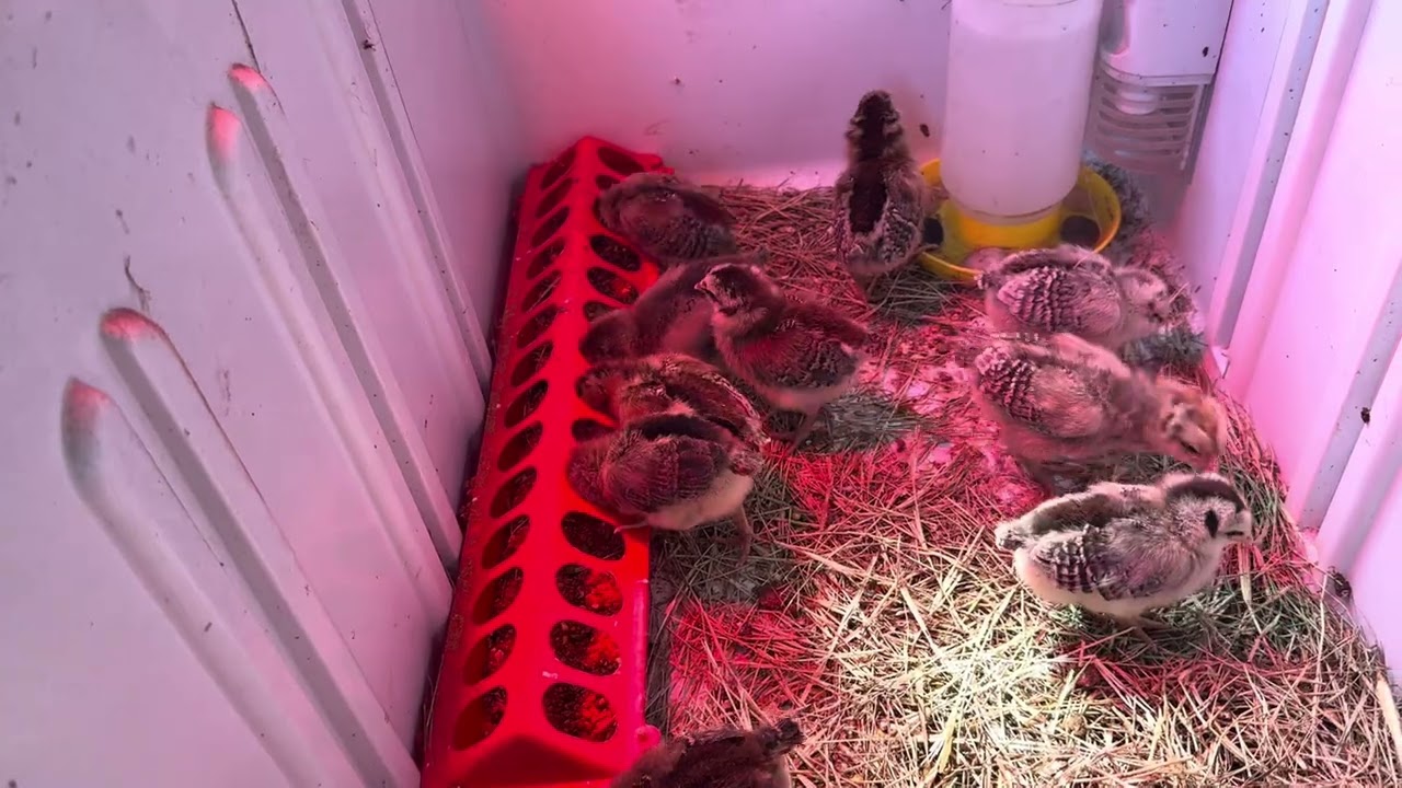 Baby Chicks - Eight Days Old