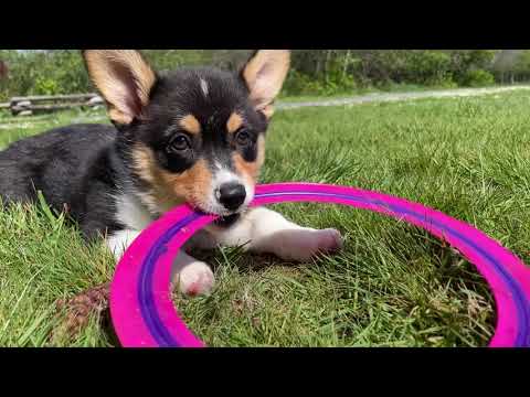 Introducing Joey the Corgi Puppy!