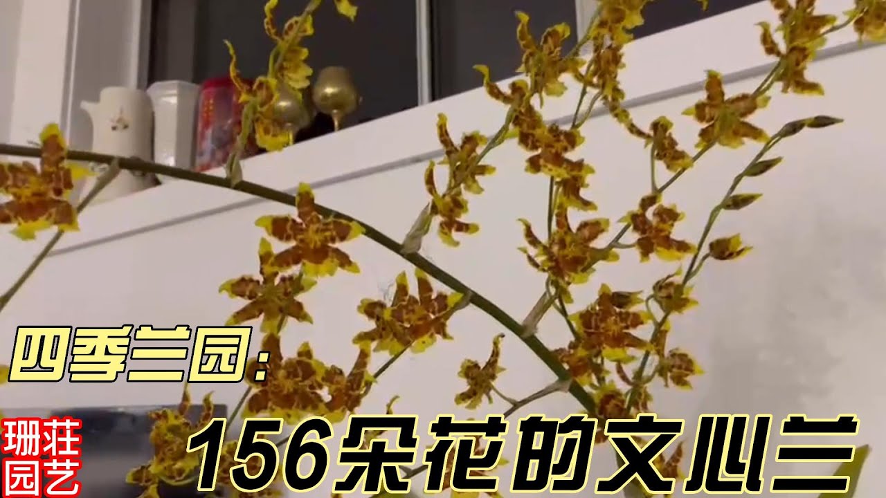 11月26日11月26日四季兰园156朵花的文心兰 Youtube