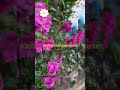 Rose  viral dailyvlog nature farming agro agriculture rose reels  reelsdailyvlog