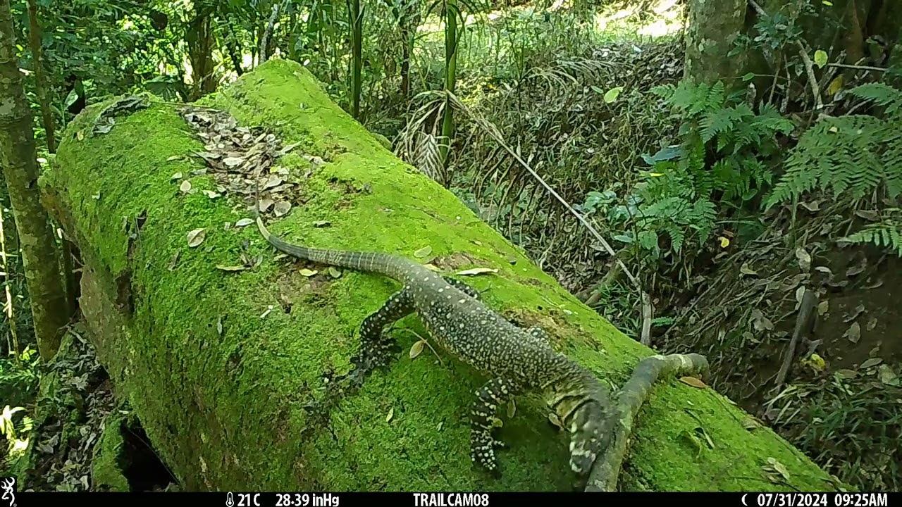 Life on a log on the forest floor