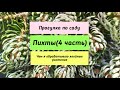 Прогулка по саду.Пихты ( 4 часть).Чем я подкармливаю и обрабатываю хвойные растения.