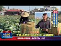 台灣青菜價格崩盤