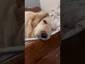 Yeh Din Bhar Sota Hai Taaki Raat Bhar Uttha Paaye 🐾😂