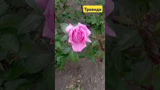 Троянди ( #nature #природа #garden #flowers #україна #spring #gardening 1)