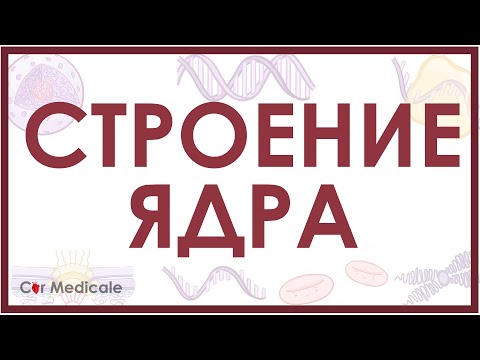 Структура клеточного ядра кратко (ядерная мембрана, хроматин, ядрышко)