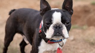 Boston Terrier Exercise and Territorial Behavior