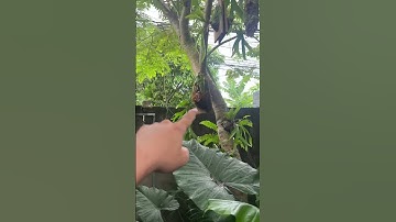 2 nơi Huy thường treo để chăm sóc ổ rồng #huykiengla #kiengla #caytrongnha #platycerium