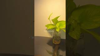 STRIFF Blaze-1 LED Video Light #unboxing #ledlights #light #amazonfinds