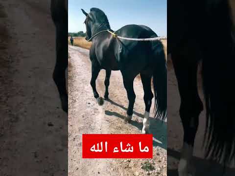 الخيل نخوة و شان قليل لي يعرف قيمتها وتحية لعشاق الخيل