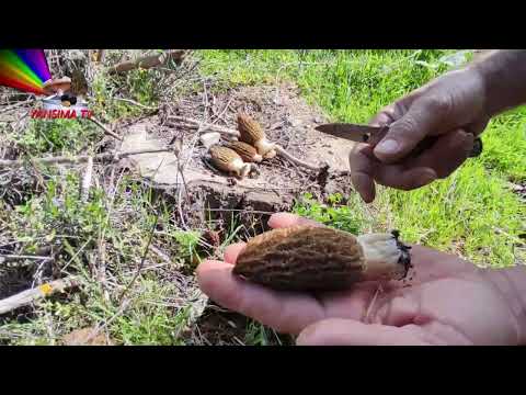 kuzugöbeği mantarı nedir