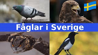 Fåglar i Sverige | Namn & Läten | För Barn | Svenska