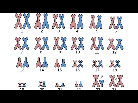 Video: ¿Qué técnica de cariotipo se utiliza para detectar anomalías?